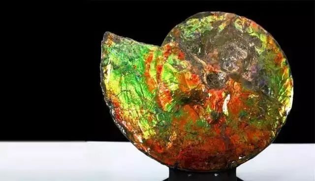 国与石 | 大自然的油画—加拿大国石:彩斑菊石 - 北京olympeliu奥琳谱