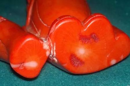 慧眼识宝 | 真伪之辨——红珊瑚or"红海竹"